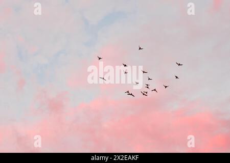 Vogelschwärme, die durch einen Zuckerwattenhimmel schweben Stockfoto