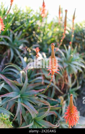 Sukkulenten mit leuchtend roten Blüten im Sonnenlicht Stockfoto