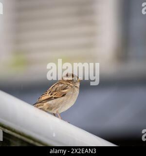 Haussperling (Passer domesticus) an einem regnerischen Herbsttag. Städtische weibliche Haussperling. Stockfoto