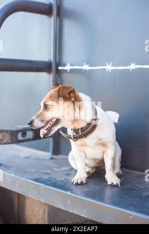 Süßer kleiner glücklicher Hund sitzt Stockfoto
