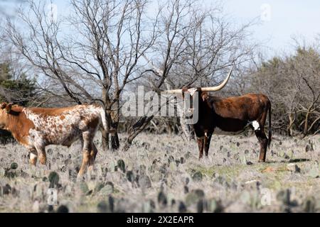 Rote und schwarze Langhorn-Kuh stehen auf dem Feld der Kakteen Stockfoto