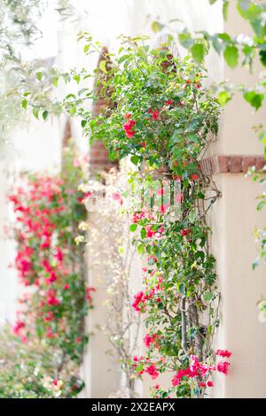 Sonnendurchflutete Bougainvillea-Kaskade an einer warmen Stuckwand Stockfoto