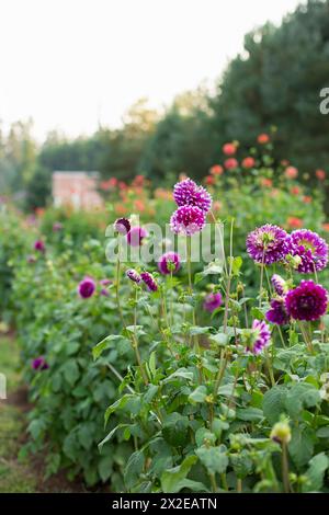 Lila und orange Dahlien auf einer Blumenfarm Stockfoto