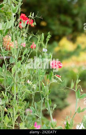 Rote Sweetpea auf einer Blumenfarm Stockfoto