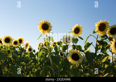 Große gelbe Sonnenblumen am blauen Himmel Stockfoto