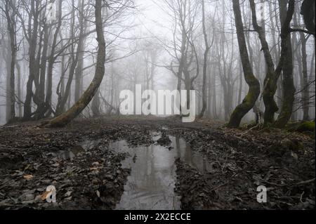 Bieszczady Nationalpark in Südpolen. Buchen werden am 21. April 2024 im Wald des Bieszczady-Nationalparks im Verwaltungsbezirk Lutowiska des Komitats Bieszczady in Polen von Nebel umgeben. Der Bieszczady-Nationalpark ist der drittgrößte Nationalpark Polens in der Woiwodschaft Unterkarpaten im Südosten des Landes. 2021 wurde der Nationalpark zum UNESCO-Weltkulturerbe als Erweiterung der antiken Buchenwälder und Buchenurwälder der Karpaten und anderer Regionen Europas. Ustrzyki Gorne Lutowiska Polen Copyright: XAleksanderxKal Stockfoto