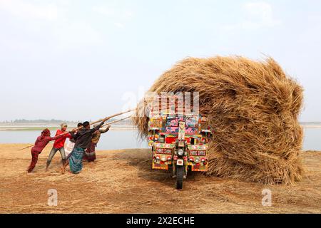 Kazipur, Sirajganj, Bangladesch. April 2024. Der Fahrer trägt Reisstroh in kleinen Lastwagen und entlädt sich in Kazipur Upazila, Bezirk Sirajganj, Bangladesch. Paddy Stroh ist ein Nebenprodukt für die Landwirte, so dass sie es normalerweise für 7 US-Dollar pro 100 kg an Großhändler verkaufen. Das Stroh wird dann von den Großhändlern für zwischen 8 und 10 US-Dollar verkauft. Die Landwirte verwenden Heu als Futter und Einstreu für ihre Viehzucht. Darüber hinaus wird Stroh für verschiedene andere Zwecke verwendet, darunter Haustüren und eine Form von Biokraftstoff. Quelle: ZUMA Press, Inc./Alamy Live News Stockfoto