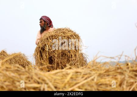 Kazipur, Sirajganj, Bangladesch. April 2024. Ein Arbeiter, der Reihenstrom bei Sonnenlicht trocknet in Kazipur Upazila im Bezirk Sirajganj, Bangladesch. Paddy Stroh ist ein Nebenprodukt für die Landwirte, so dass sie es normalerweise für 7 US-Dollar pro 100 kg an Großhändler verkaufen. Das Stroh wird dann von den Großhändlern für zwischen 8 und 10 US-Dollar verkauft. Die Landwirte verwenden Heu als Futter und Einstreu für ihre Viehzucht. Darüber hinaus wird Stroh für verschiedene andere Zwecke verwendet, darunter Haustüren und eine Form von Biokraftstoff. Quelle: ZUMA Press, Inc./Alamy Live News Stockfoto