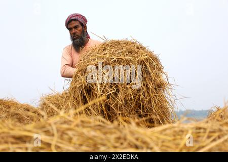 Kazipur, Sirajganj, Bangladesch. April 2024. Ein Arbeiter, der Reihenstrom bei Sonnenlicht trocknet in Kazipur Upazila im Bezirk Sirajganj, Bangladesch. Paddy Stroh ist ein Nebenprodukt für die Landwirte, so dass sie es normalerweise für 7 US-Dollar pro 100 kg an Großhändler verkaufen. Das Stroh wird dann von den Großhändlern für zwischen 8 und 10 US-Dollar verkauft. Die Landwirte verwenden Heu als Futter und Einstreu für ihre Viehzucht. Darüber hinaus wird Stroh für verschiedene andere Zwecke verwendet, darunter Haustüren und eine Form von Biokraftstoff. Quelle: ZUMA Press, Inc./Alamy Live News Stockfoto