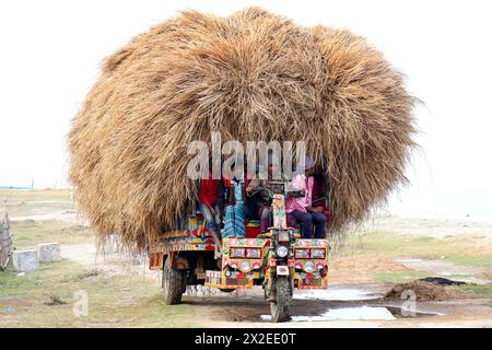 Kazipur, Sirajganj, Bangladesch. April 2024. Der Fahrer trägt Reisstroh in kleinen Lastwagen und entlädt sich in Kazipur Upazila, Bezirk Sirajganj, Bangladesch. Paddy Stroh ist ein Nebenprodukt für die Landwirte, so dass sie es normalerweise für 7 US-Dollar pro 100 kg an Großhändler verkaufen. Das Stroh wird dann von den Großhändlern für zwischen 8 und 10 US-Dollar verkauft. Die Landwirte verwenden Heu als Futter und Einstreu für ihre Viehzucht. Darüber hinaus wird Stroh für verschiedene andere Zwecke verwendet, darunter Haustüren und eine Form von Biokraftstoff. Quelle: ZUMA Press, Inc./Alamy Live News Stockfoto