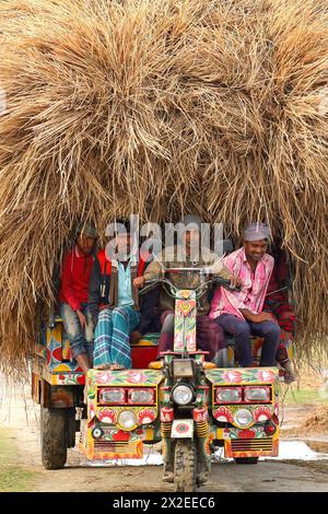 Kazipur, Sirajganj, Bangladesch. April 2024. Der Fahrer trägt Reisstroh in kleinen Lastwagen und entlädt sich in Kazipur Upazila, Bezirk Sirajganj, Bangladesch. Paddy Stroh ist ein Nebenprodukt für die Landwirte, so dass sie es normalerweise für 7 US-Dollar pro 100 kg an Großhändler verkaufen. Das Stroh wird dann von den Großhändlern für zwischen 8 und 10 US-Dollar verkauft. Die Landwirte verwenden Heu als Futter und Einstreu für ihre Viehzucht. Darüber hinaus wird Stroh für verschiedene andere Zwecke verwendet, darunter Haustüren und eine Form von Biokraftstoff. Quelle: ZUMA Press, Inc./Alamy Live News Stockfoto