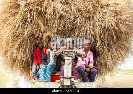 Kazipur, Sirajganj, Bangladesch. April 2024. Der Fahrer trägt Reisstroh in kleinen Lastwagen und entlädt sich in Kazipur Upazila, Bezirk Sirajganj, Bangladesch. Paddy Stroh ist ein Nebenprodukt für die Landwirte, so dass sie es normalerweise für 7 US-Dollar pro 100 kg an Großhändler verkaufen. Das Stroh wird dann von den Großhändlern für zwischen 8 und 10 US-Dollar verkauft. Die Landwirte verwenden Heu als Futter und Einstreu für ihre Viehzucht. Darüber hinaus wird Stroh für verschiedene andere Zwecke verwendet, darunter Haustüren und eine Form von Biokraftstoff. Quelle: ZUMA Press, Inc./Alamy Live News Stockfoto