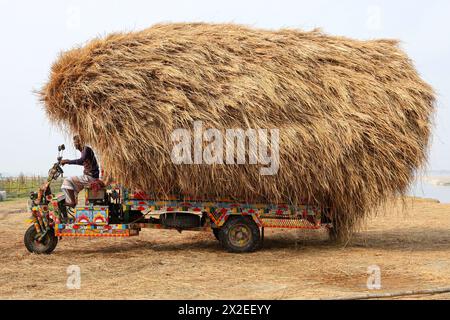 Kazipur, Sirajganj, Bangladesch. April 2024. Der Fahrer trägt Reisstroh in kleinen Lastwagen und entlädt sich in Kazipur Upazila, Bezirk Sirajganj, Bangladesch. Paddy Stroh ist ein Nebenprodukt für die Landwirte, so dass sie es normalerweise für 7 US-Dollar pro 100 kg an Großhändler verkaufen. Das Stroh wird dann von den Großhändlern für zwischen 8 und 10 US-Dollar verkauft. Die Landwirte verwenden Heu als Futter und Einstreu für ihre Viehzucht. Darüber hinaus wird Stroh für verschiedene andere Zwecke verwendet, darunter Haustüren und eine Form von Biokraftstoff. Quelle: ZUMA Press, Inc./Alamy Live News Stockfoto