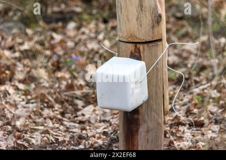 Ein Würfel Salz für Tiere im Wald, Märztag Stockfoto