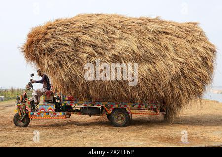 Kazipur, Sirajganj, Bangladesch. April 2024. Der Fahrer trägt Reisstroh in kleinen Lastwagen und entlädt sich in Kazipur Upazila, Bezirk Sirajganj, Bangladesch. Paddy Stroh ist ein Nebenprodukt für die Landwirte, so dass sie es normalerweise für 7 US-Dollar pro 100 kg an Großhändler verkaufen. Das Stroh wird dann von den Großhändlern für zwischen 8 und 10 US-Dollar verkauft. Die Landwirte verwenden Heu als Futter und Einstreu für ihre Viehzucht. Darüber hinaus wird Stroh für verschiedene andere Zwecke verwendet, darunter Haustüren und eine Form von Biokraftstoff. Quelle: ZUMA Press, Inc./Alamy Live News Stockfoto