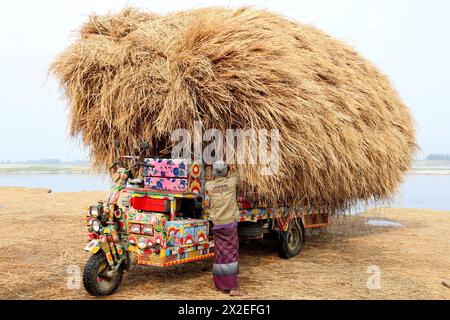 Kazipur, Sirajganj, Bangladesch. April 2024. Der Fahrer trägt Reisstroh in kleinen Lastwagen und entlädt sich in Kazipur Upazila, Bezirk Sirajganj, Bangladesch. Paddy Stroh ist ein Nebenprodukt für die Landwirte, so dass sie es normalerweise für 7 US-Dollar pro 100 kg an Großhändler verkaufen. Das Stroh wird dann von den Großhändlern für zwischen 8 und 10 US-Dollar verkauft. Die Landwirte verwenden Heu als Futter und Einstreu für ihre Viehzucht. Darüber hinaus wird Stroh für verschiedene andere Zwecke verwendet, darunter Haustüren und eine Form von Biokraftstoff. Quelle: ZUMA Press, Inc./Alamy Live News Stockfoto