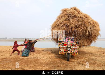 Kazipur, Sirajganj, Bangladesch. April 2024. Der Fahrer trägt Reisstroh in kleinen Lastwagen und entlädt sich in Kazipur Upazila, Bezirk Sirajganj, Bangladesch. Paddy Stroh ist ein Nebenprodukt für die Landwirte, so dass sie es normalerweise für 7 US-Dollar pro 100 kg an Großhändler verkaufen. Das Stroh wird dann von den Großhändlern für zwischen 8 und 10 US-Dollar verkauft. Die Landwirte verwenden Heu als Futter und Einstreu für ihre Viehzucht. Darüber hinaus wird Stroh für verschiedene andere Zwecke verwendet, darunter Haustüren und eine Form von Biokraftstoff. (Kreditbild: © Syed Mahabubul Kader/ZUMA Press Wire) NUR REDAKTIONELLE VERWENDUNG! Nicht für kommerzielle ZWECKE! Stockfoto