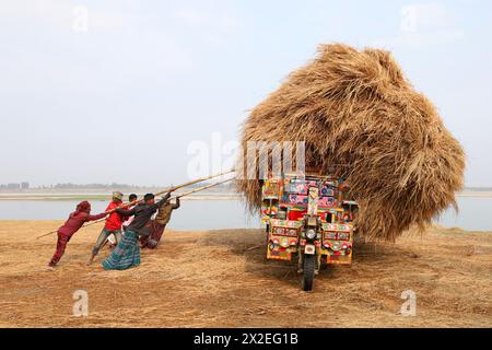 Kazipur, Sirajganj, Bangladesch. April 2024. Der Fahrer trägt Reisstroh in kleinen Lastwagen und entlädt sich in Kazipur Upazila, Bezirk Sirajganj, Bangladesch. Paddy Stroh ist ein Nebenprodukt für die Landwirte, so dass sie es normalerweise für 7 US-Dollar pro 100 kg an Großhändler verkaufen. Das Stroh wird dann von den Großhändlern für zwischen 8 und 10 US-Dollar verkauft. Die Landwirte verwenden Heu als Futter und Einstreu für ihre Viehzucht. Darüber hinaus wird Stroh für verschiedene andere Zwecke verwendet, darunter Haustüren und eine Form von Biokraftstoff. (Kreditbild: © Syed Mahabubul Kader/ZUMA Press Wire) NUR REDAKTIONELLE VERWENDUNG! Nicht für kommerzielle ZWECKE! Stockfoto