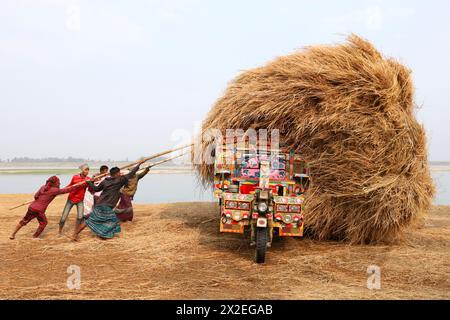 Kazipur, Sirajganj, Bangladesch. April 2024. Der Fahrer trägt Reisstroh in kleinen Lastwagen und entlädt sich in Kazipur Upazila, Bezirk Sirajganj, Bangladesch. Paddy Stroh ist ein Nebenprodukt für die Landwirte, so dass sie es normalerweise für 7 US-Dollar pro 100 kg an Großhändler verkaufen. Das Stroh wird dann von den Großhändlern für zwischen 8 und 10 US-Dollar verkauft. Die Landwirte verwenden Heu als Futter und Einstreu für ihre Viehzucht. Darüber hinaus wird Stroh für verschiedene andere Zwecke verwendet, darunter Haustüren und eine Form von Biokraftstoff. (Kreditbild: © Syed Mahabubul Kader/ZUMA Press Wire) NUR REDAKTIONELLE VERWENDUNG! Nicht für kommerzielle ZWECKE! Stockfoto