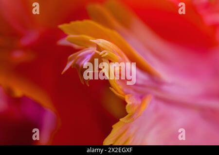 Abstraktes Makrofoto einer Tulpenblume mit geringer Schärfentiefe. Natürlicher Hintergrund. Abstrakter floraler Hintergrund. Stockfoto