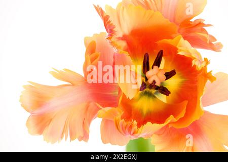 Fantastischer Papagei. Papageientulpe offener Blumenkopf isoliert auf weißem Hintergrund. Spezielle Tulpe. Makroaufnahme innerhalb einer Tulpe. Stockfoto