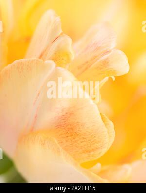 Abstrakter Hintergrund mit Blumenmuster. Makroaufnahme der Blütenblätter einer gelben Tulpe. Extreme Tulpe Nahaufnahme. Stockfoto