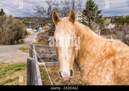 Pferd in Alma, New Brunswick - Aussicht Stockfoto