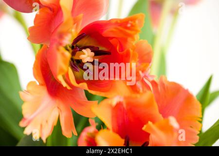 Frühlingsstrauß aus erstaunlichen Papageientulpen auf weißem Hintergrund. Blumenhintergrund. Wunderschönes Tulpenmakro. Stockfoto