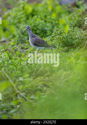 Ein Rotschenkel im Grasland. Frühling bei Slimbridge. Stockfoto