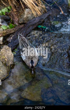 Ein männlicher Garganey Ente, ein Eingeborener aus Großbritannien in einem Fluss. Frühling bei Slimbridge. Stockfoto