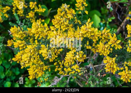 Leuchtend gelbe Gorse-Blüten. Dornstrauch immergrün Stockfoto