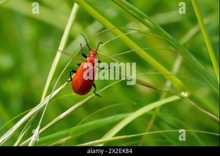 Rotköpfige Kardinalkäfer (Pyrochroa serraticornis), die auf Gräsern kriecht Stockfoto