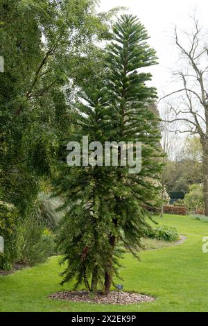 Wollemia Nobilis (Wollemi Pine) Stockfoto