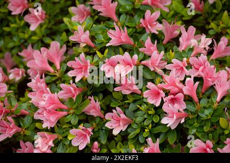 Rhododendron 'Kirin' Stockfoto