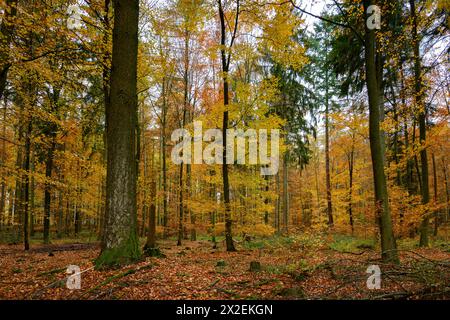 Botanik, herbstlicher Mischwald, Lohrbach, VORSICHT! FÜR DIE VERWENDUNG VON GREETINGCARD/POSTKARTEN IN DEUTSCHSPRACHIGEN LÄNDERN GELTEN MÖGLICHERWEISE BESTIMMTE EINSCHRÄNKUNGEN Stockfoto