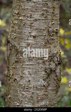 Betula alleghaniensis (gelbe Birke oder Sumpfbirke) Rinde. Stockfoto