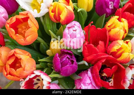 Botanik, VORSICHT! FÜR DIE VERWENDUNG VON GREETINGCARD/POSTKARTEN IN DEUTSCHSPRACHIGEN LÄNDERN GELTEN MÖGLICHERWEISE BESTIMMTE EINSCHRÄNKUNGEN Stockfoto