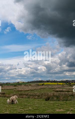 Rickney Marshes, East Sussex, England, mit dramatisch bewölktem Himmel und Sonnenschein, auf dem Country Walk 1066 Stockfoto