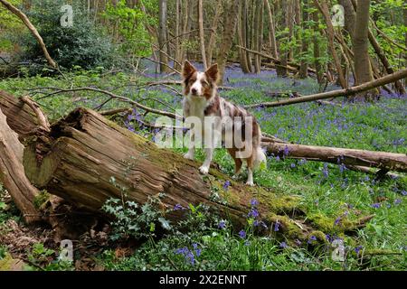 Ein dreiroter merle-Border-Collie, der auf einem Baumstamm steht, in Wald voller Glockenblumen. Stockfoto