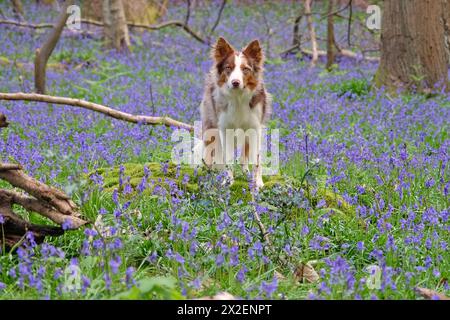 Ein dreiroter merle-Collie, der in einem Wald mit Glockenblöcken steht. Stockfoto