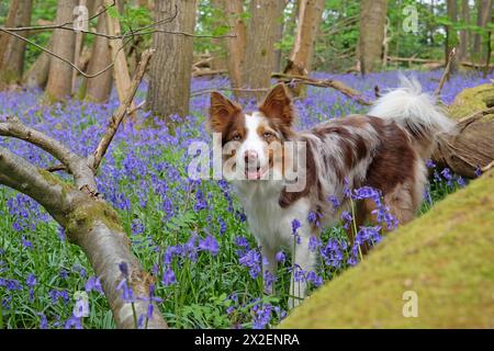 Ein dreiroter merle-Collie, der in einem Wald mit Glockenblöcken steht. Stockfoto