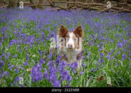 Ein dreiroter merle-Collie, der in einem Wald mit Glockenblöcken sitzt. Stockfoto