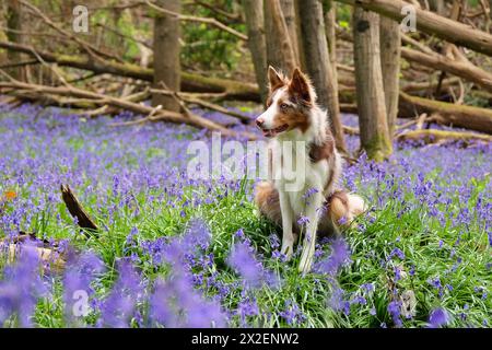 Ein dreiroter merle-Collie, der in einem Wald mit Glockenblöcken sitzt. Stockfoto