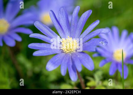 Botanik, Balkananemone (Anemone blanda), VORSICHT! FÜR DIE VERWENDUNG VON GREETINGCARD/POSTKARTEN IN DEUTSCHSPRACHIGEN LÄNDERN GELTEN MÖGLICHERWEISE BESTIMMTE EINSCHRÄNKUNGEN Stockfoto