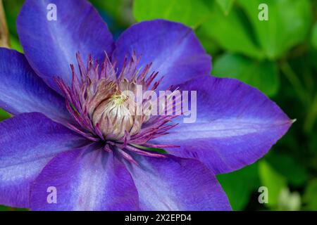 Botanik, blauer Clematis (Clematis), VORSICHT! FÜR DIE VERWENDUNG VON GREETINGCARD/POSTKARTEN IN DEUTSCHSPRACHIGEN LÄNDERN GELTEN MÖGLICHERWEISE BESTIMMTE EINSCHRÄNKUNGEN Stockfoto