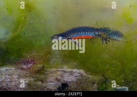 Unterwasser, der Alpenmolch und die Kaulquappe (Ichthyosaura alpestris) Stockfoto