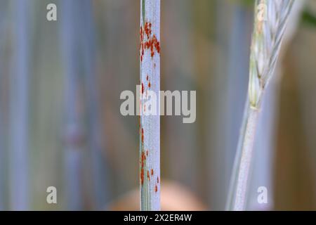 Schwarzer Stammrost Puccinia graminis-Infektion an einem Getreidestamm. Stockfoto