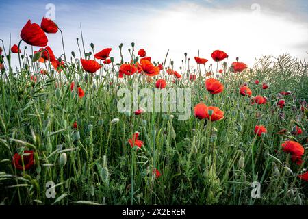Botanik, Maismohn (Papaver Rhoeas), VORSICHT! FÜR DIE VERWENDUNG VON GREETINGCARD/POSTKARTEN IN DEUTSCHSPRACHIGEN LÄNDERN GELTEN MÖGLICHERWEISE BESTIMMTE EINSCHRÄNKUNGEN Stockfoto