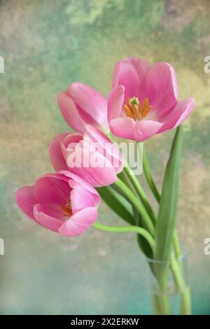 Botanik, Stillleben von vier pinkfarbenen Tulpen vor einem grün bemalten Hintergrund, ZUSÄTZLICHE RECHTE-CLEARANCE-INFO-NOT-AVAILABLE Stockfoto