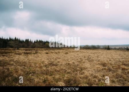 Hohes Venn hohes Venn, Belgien, 21.04.2024: Reisereportage, das hohe Venn ist eine grenzübergreifende, schildförmig gewölbte Hochfläche in Deutschland Stockfoto